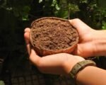 NEEM PEND