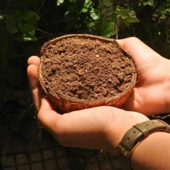 NEEM PEND